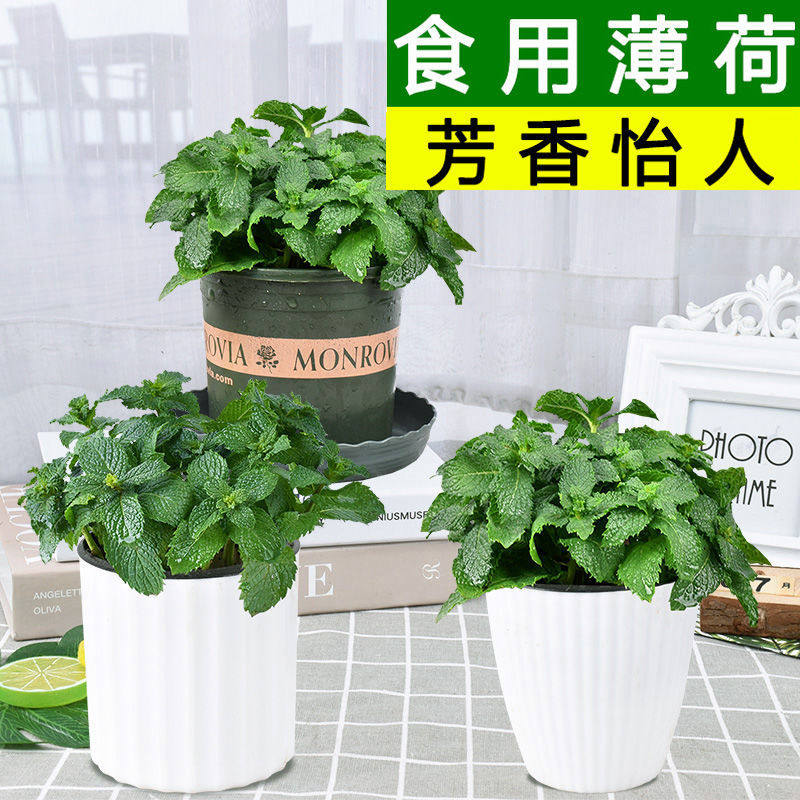 薄荷盆栽可食用水培植物留兰香新鲜叶香草种植苗大叶绿植室内驱蚊,鲜花速递/花卉仿真/绿植园艺,绿植,淘宝优惠券,粉丝福利购,淘宝优惠卷