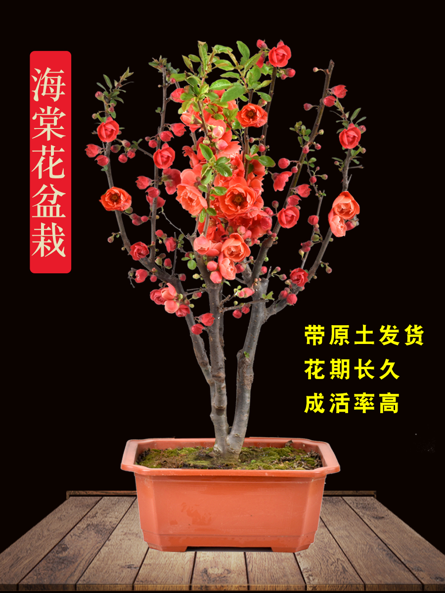 海棠花盆栽树苗盆景重瓣老桩庭院绿植物室内四季花卉开花好养
