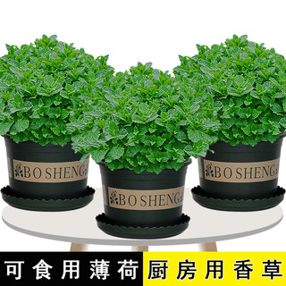 薄荷盆栽可食用水培植物留兰香新鲜叶香草种植苗大叶绿植室内驱蚊