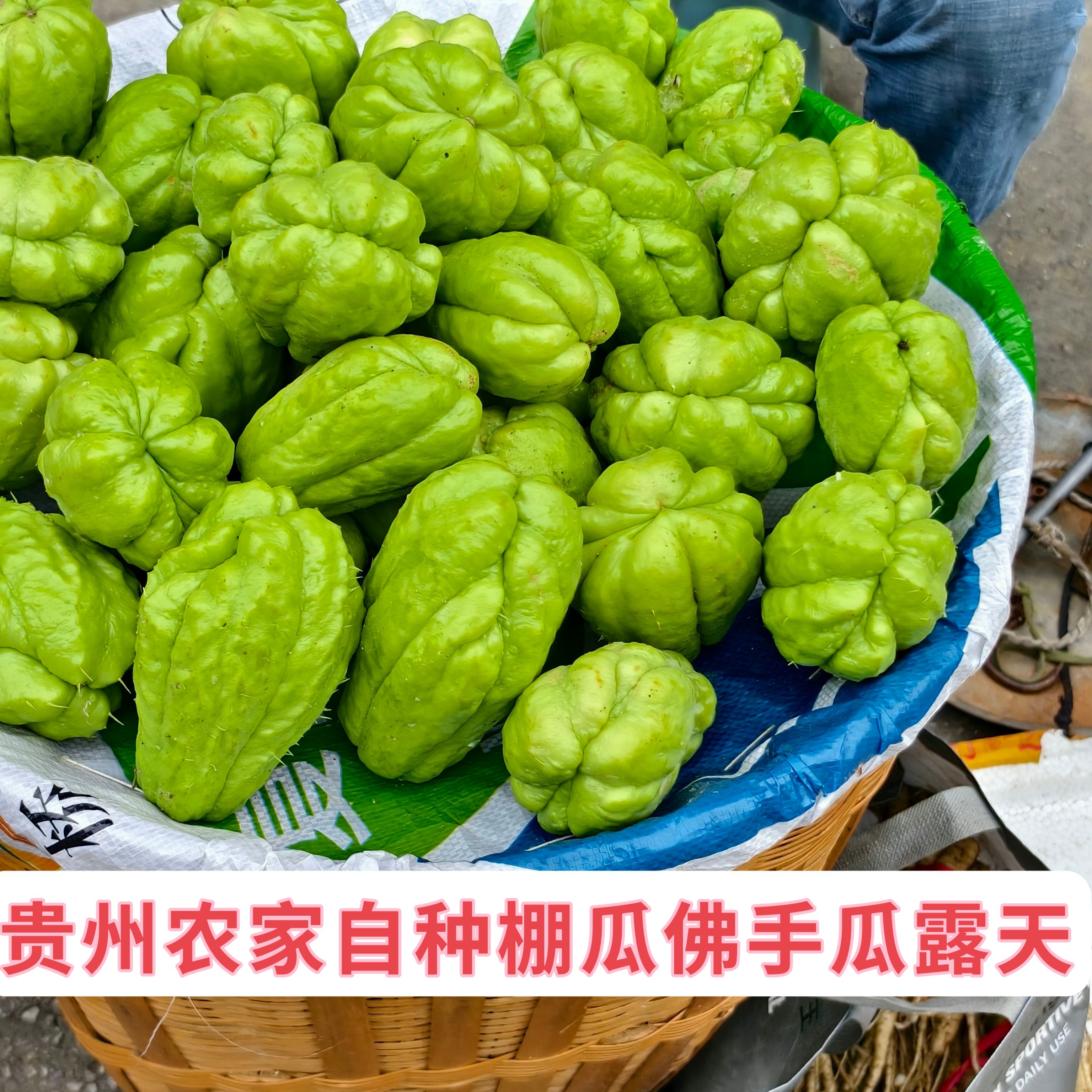 贵州佛手瓜新鲜蔬菜批发洋瓜丰收窝瓜现摘农家丝瓜现发自种孕妇