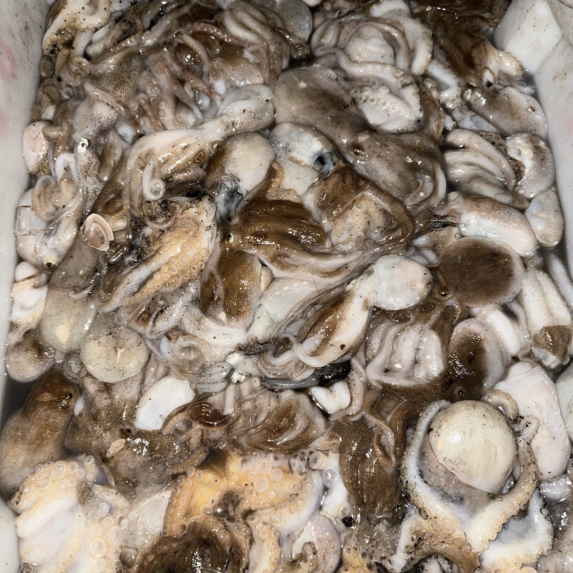 八爪鱼 包邮保不泡水短腿墨鱼干
