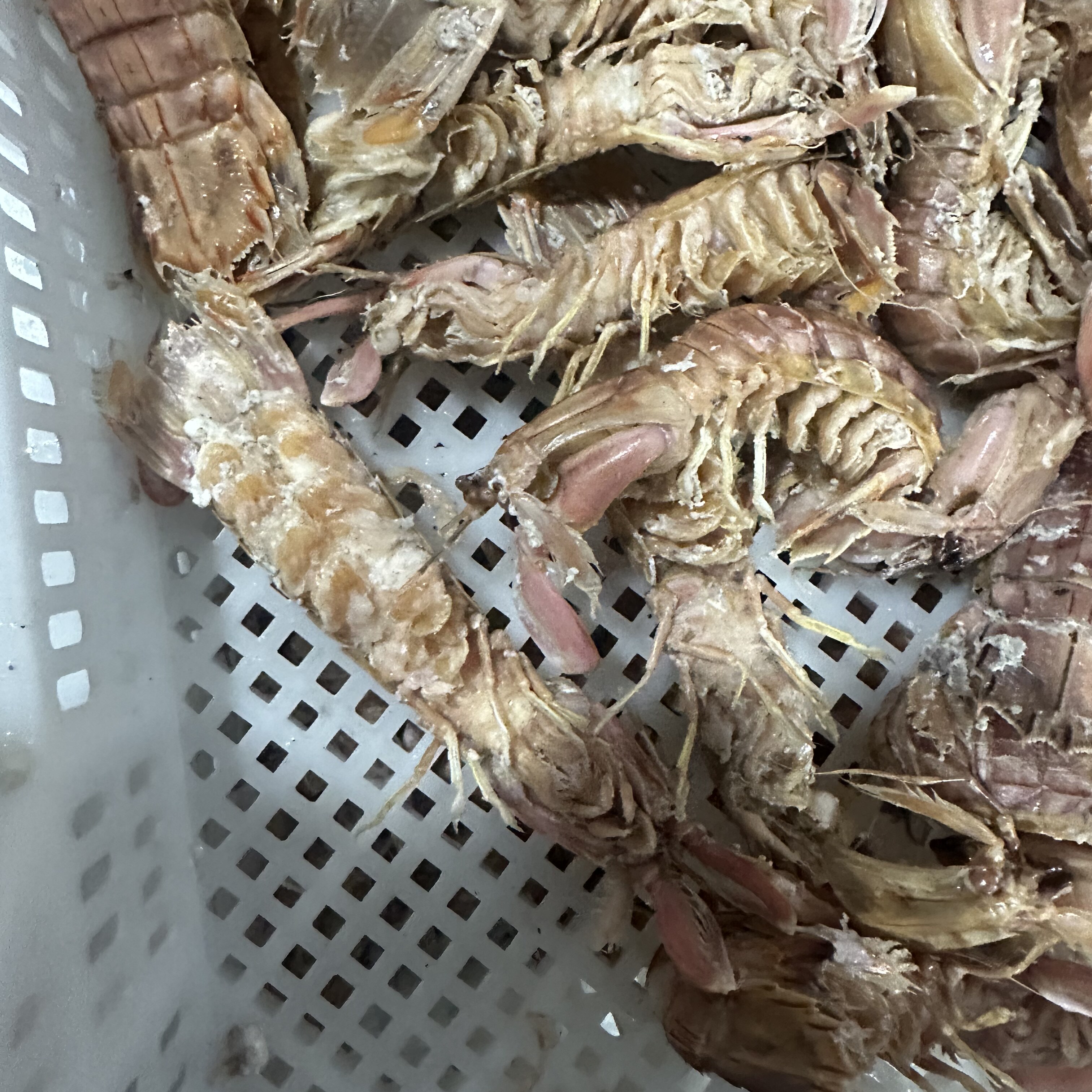 皮皮虾鲽鱼