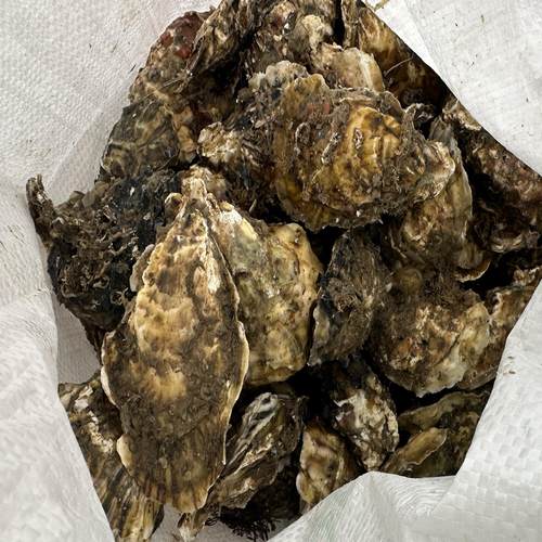 生蚝 4 斤一斤 4 个