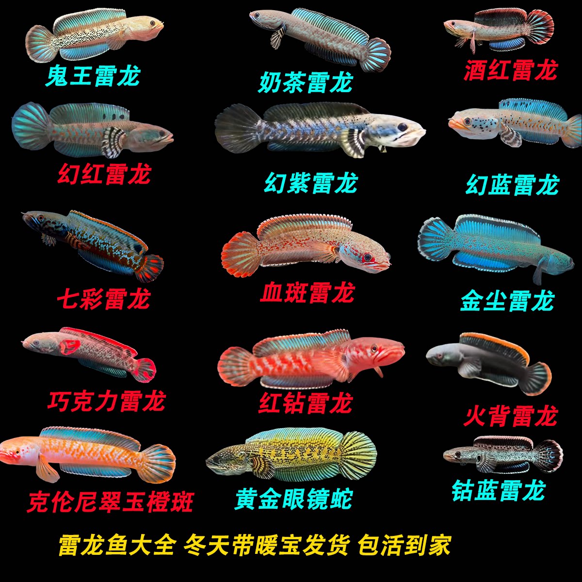 雷龙鱼奶茶七彩鬼王酒红幻红蓝金尘钴蓝克伦尼火背活体淡水观赏鱼