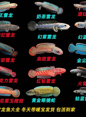 雷龙鱼淡水活体观赏鱼