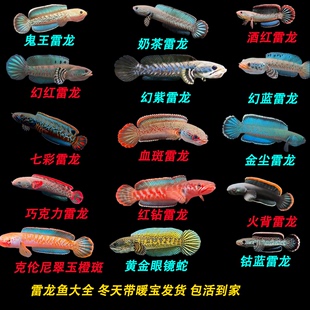 雷龙鱼奶茶七彩鬼王酒红幻红蓝金尘钴蓝克伦尼火背活体淡水观赏鱼