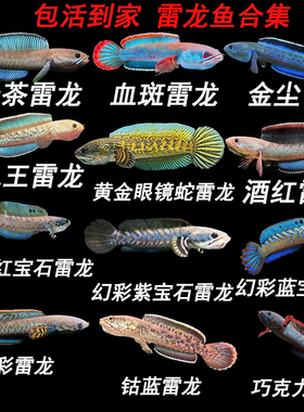 进口雷龙鱼奶茶酒红七彩巧克力血斑钴蓝鬼王金尘幻红蓝活体观赏鱼