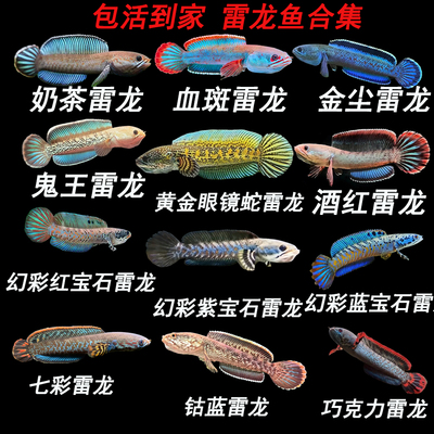 进口雷龙鱼淡水活体观赏鱼