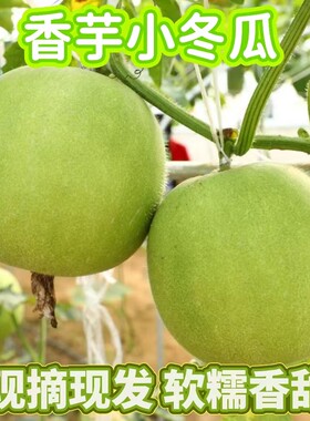 新鲜香芋味冬瓜圆冬瓜芋头口感粉面糯冬瓜盅小冬瓜圆冬瓜