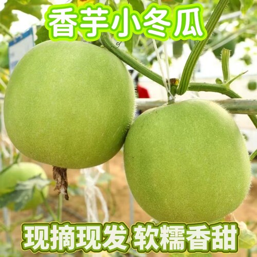 新鲜香芋味冬瓜圆冬瓜芋头口感粉面糯冬瓜盅小冬瓜圆冬瓜