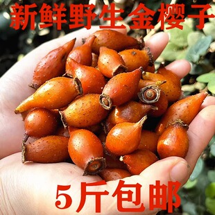 金樱子野生新鲜现摘刺梨干果成熟果中药材男性泡酒材料特级金英子