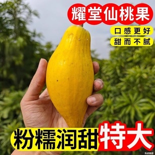 现货耀堂仙桃黄金鸡蛋果新鲜罕见蛋黄果稀有孕妇水果整箱包邮大