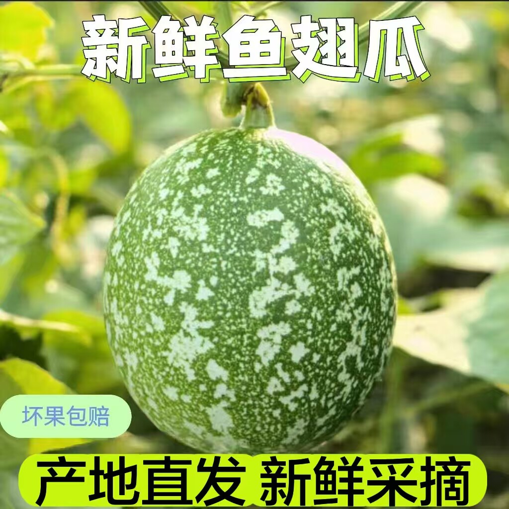 四川眉山正宗南瓜柑橘孕妇水果