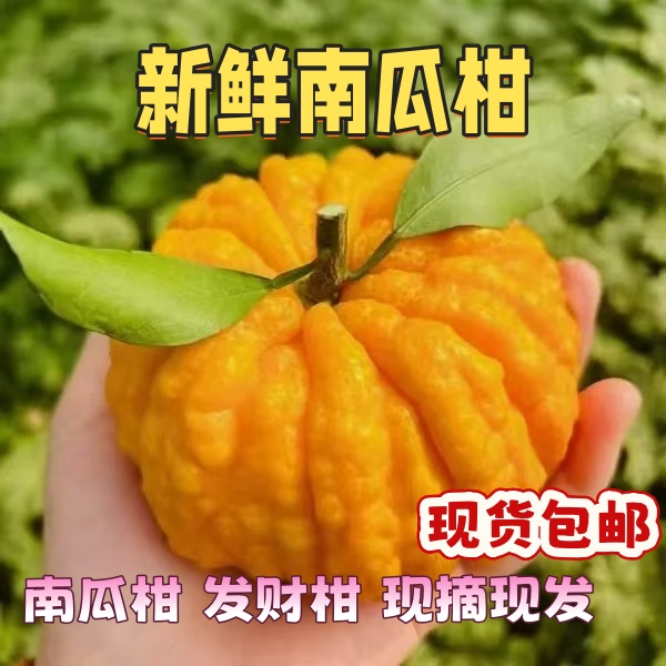柑橘四川南瓜柑四川发财柑
