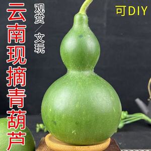 墨绿八宝葫芦新品翠绿天坛宝贝新鲜葫芦文玩青皮天然喜庆挂件云南