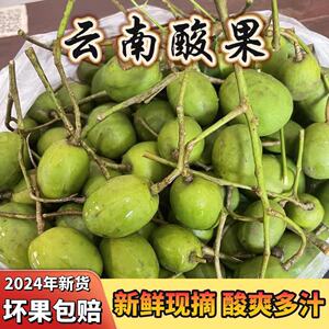 云南酸果红河金平特产马卵果味精果非越南应季新鲜酸果水果包邮