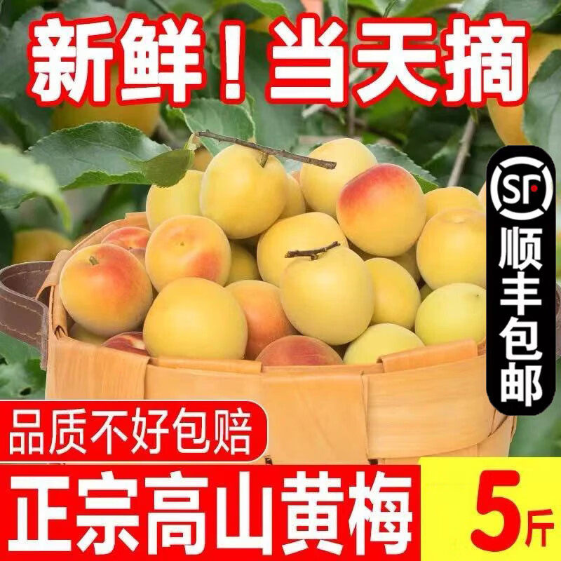 云南高山青梅云南黄梅现摘现发泡酒云南黄梅大果现摘现发新鲜包邮