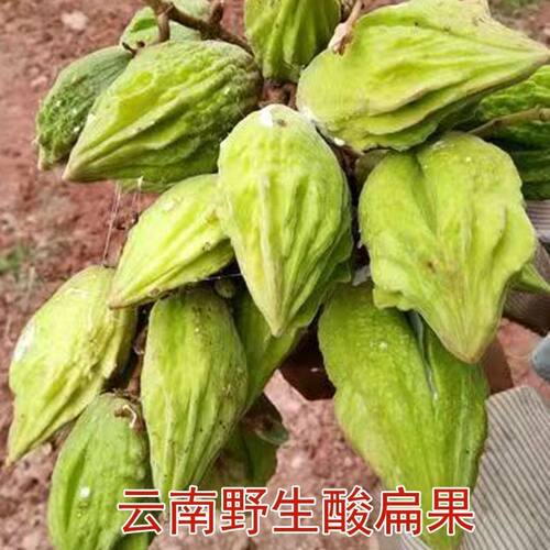 云南特产野生新鲜酸扁果装酸爽的味道青春的怀念送干粘现货包邮
