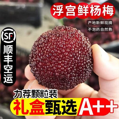 福建浮宫荸荠杨梅东魁杨梅早中梅鲜果当季水果颗粒新鲜顺丰包邮