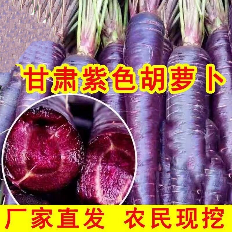 甘肃沙地新鲜胡萝卜蔬菜紫萝卜