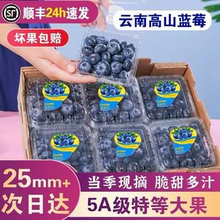 云南蓝莓鲜果特大礼盒当季高山L25花香新鲜水果孕妇怡颗蓝梅顺丰
