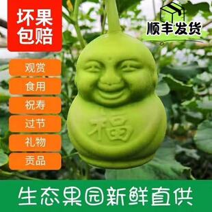 顺丰现货福娃人参果水果人参果娃娃果人形果长寿果水果包邮礼盒装