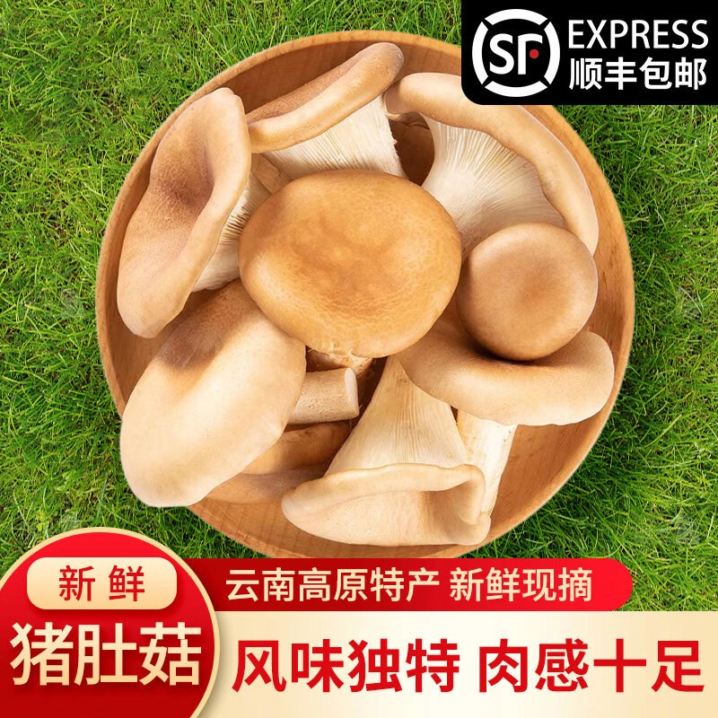 当季新鲜猪肚菌大斗菇猪肚菇食用菌食用蘑菇大伞菌漏斗菌顺丰包邮,水产肉类/新鲜蔬果/熟食,新鲜松茸/菌菇,淘宝优惠券,粉丝福利购,淘宝优惠卷