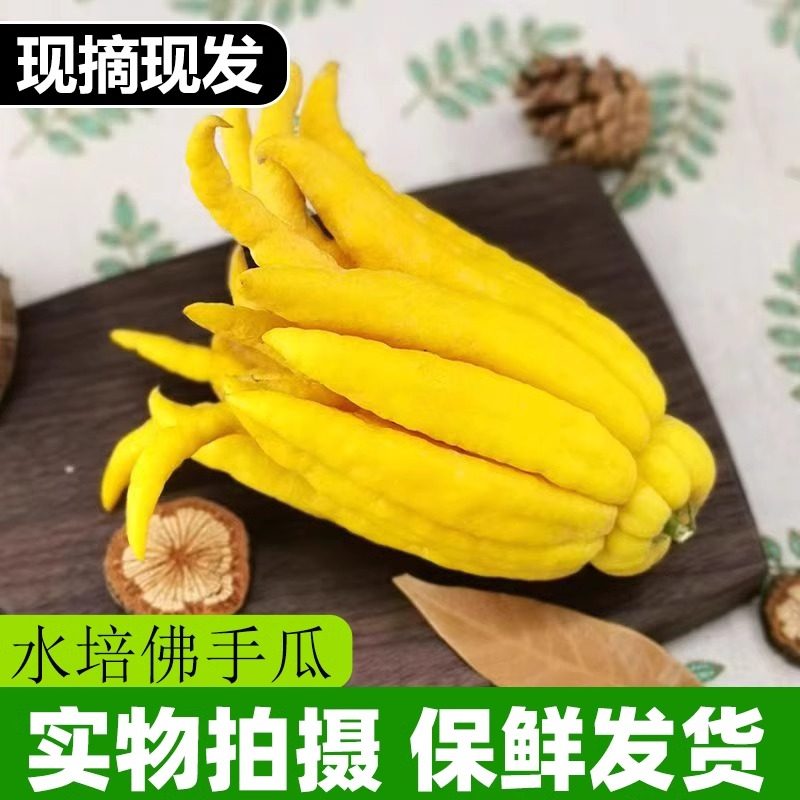 水养带枝带果佛手柑室内水培植物新鲜佛手瓜绿植盆栽插花观赏闻香