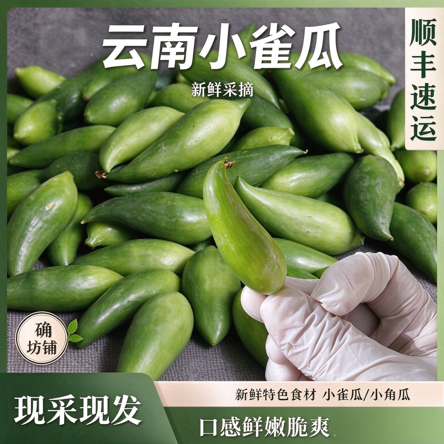 【顺丰】云南正宗德宏特产新鲜蔬菜小雀瓜 小角瓜美味素食装短季