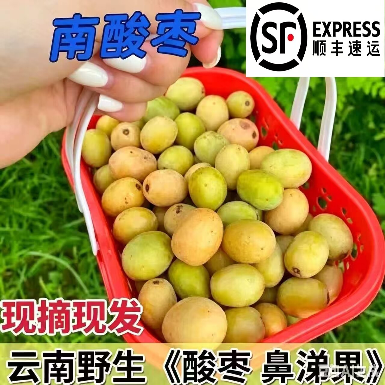 野生酸枣鼻涕果新鲜五眼果现摘现发南酸枣黄酸枣酸枣酸枣糕青果