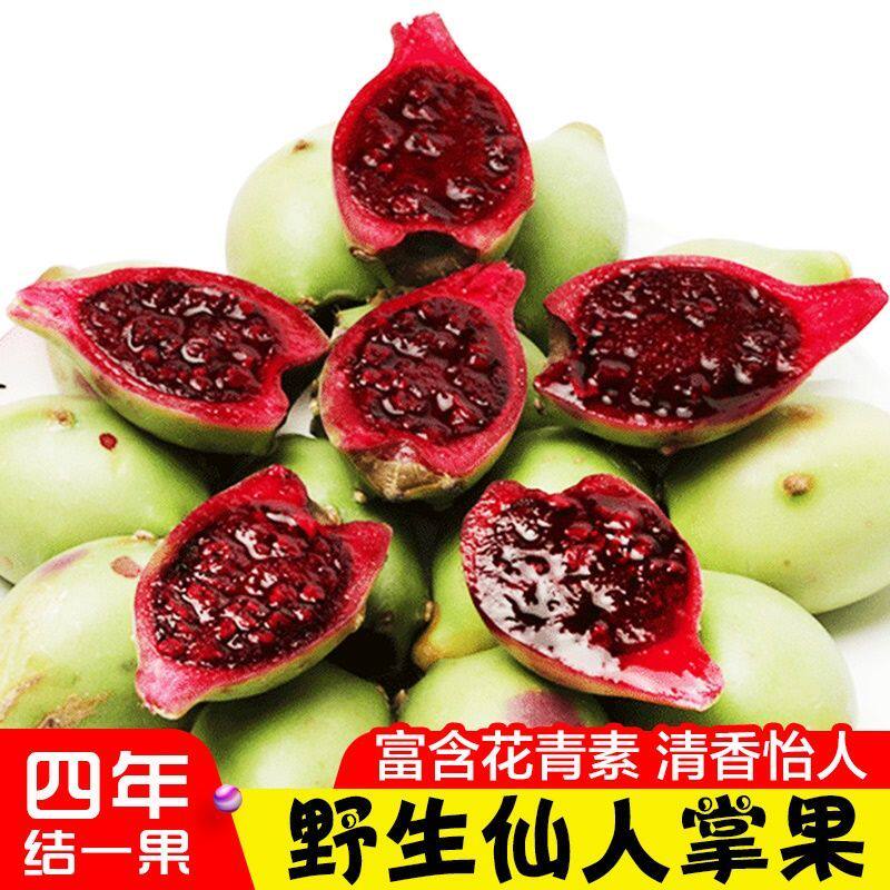 海南新鲜野生仙人掌果实5斤仙 应季热带稀奇古怪没吃过的水果