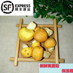 2026年青海特产祁连黄蘑菇新鲜黄菇炒菜菌菇生态顺丰1斤包邮