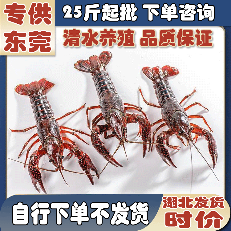 小龙虾鲜活淡水产大号装湖北潜江洪湖清水虾大中青红壳水生鲜食用