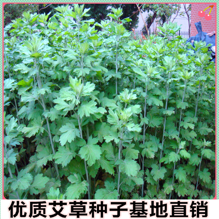 药用艾草种子 艾叶种子 艾种子 艾篙种子艾绒种子 野生香艾种籽