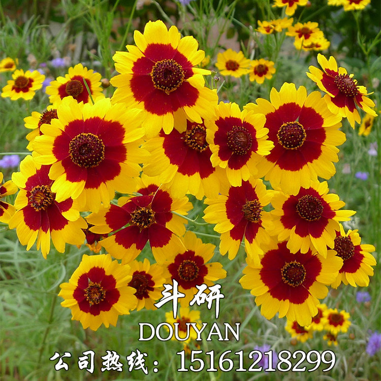 蛇目菊种子金钱菊孔雀菊昆仑雪菊工程花海草花种子耐寒耐贫瘠包邮