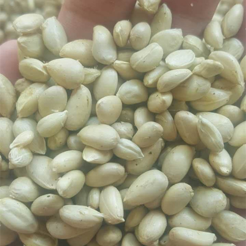 枸橘种子嫁接砖木带刺篱笆墙