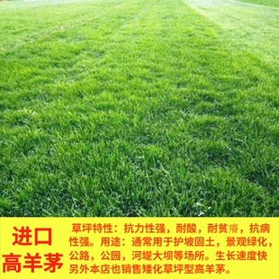 蓝标高羊茅草坪草籽四季常青耐寒工程庭院绿化护坡草籽易活