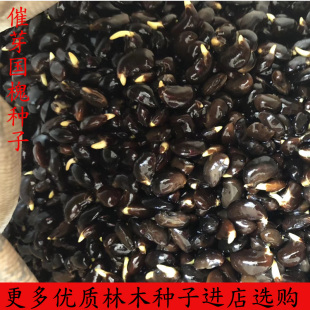 新采国槐种子速生国槐树种子黄花槐红花槐刺槐种子紫穗槐刺槐树籽