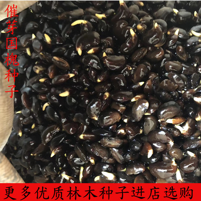 新采国槐种子速生国槐树