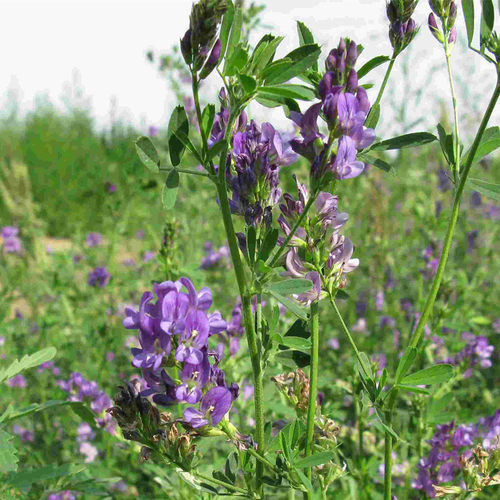 苜蓿草种子包邮价格 苜蓿草种子包邮图片 星期三