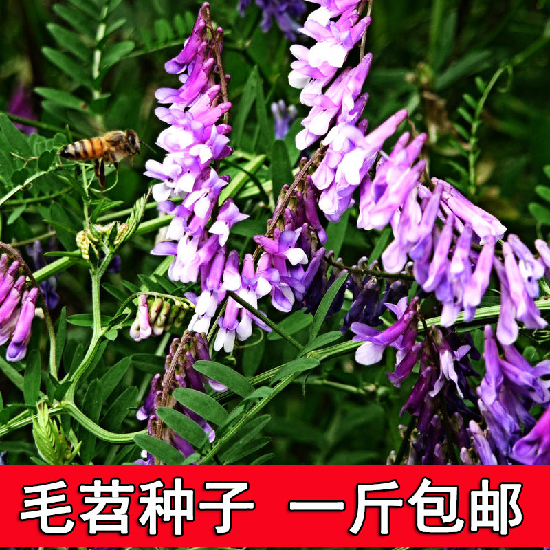 光叶紫花苕种子毛苕子种子果园绿肥种籽养蜂蜜源植物牧草草籽包邮