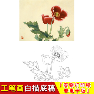 俞致贞花鸟工笔白描底稿罂粟花小品国画初学过稿临摹实物打印JV57