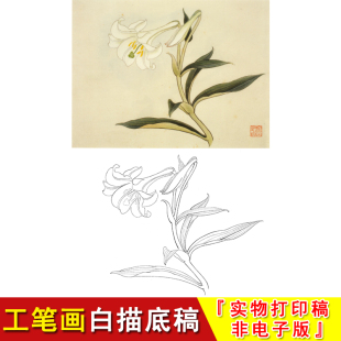 工笔白描底稿花鸟俞致贞百合花小品国画教学简单临摹实物打印JV62