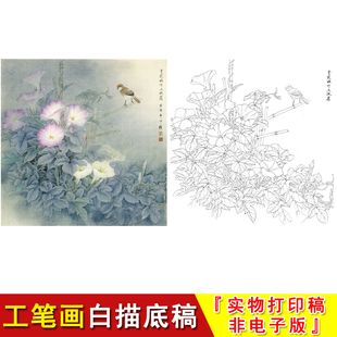 工笔画白描底稿国画花鸟牵牛花四尺斗方青花绿叶临摹勾线练习ZT25