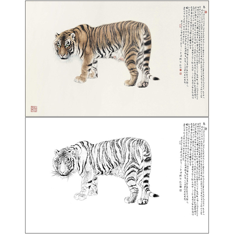 老虎工笔画白描底稿冯大中《恋》动物临摹实物白纸打印线稿DZ15