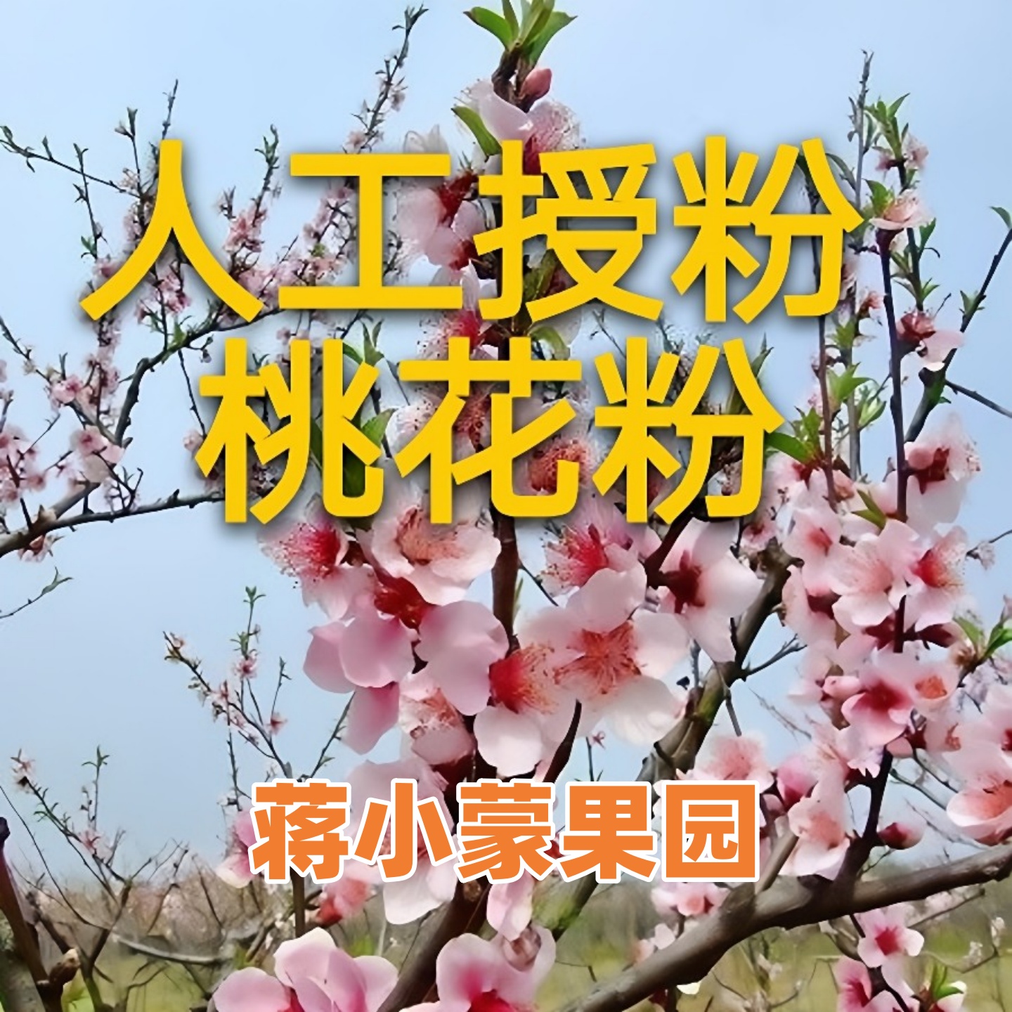 桃花粉桃树花粉蒋小蒙果园授粉