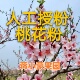水蜜桃树雄花 桃树花粉 桃花花粉授粉 1克纯粉精 人工授粉 桃花粉