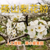 梨树授粉晚秋黄梨黄花梨皇冠梨翠冠梨 10g纯粉 梨花粉 梨树花粉