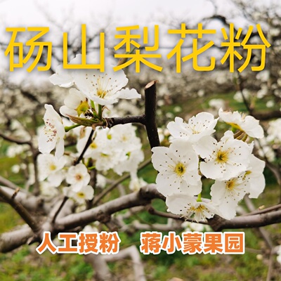 蒋小蒙果园梨树花粉人工授粉