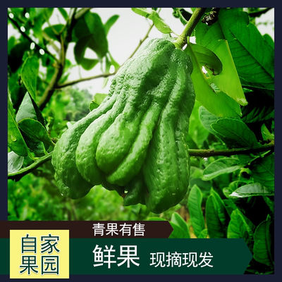 【现摘】新鲜佛手果食用佛手果佛手清供佛手香橼观赏把玩水培带枝